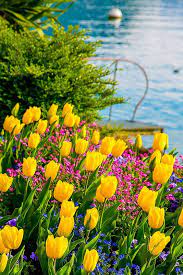 Yellow Tulips Of Switzerland Spring Time Lake Geneva Flowers With The Swiss Alps In The Background Tulips Garden Beautiful Flowers Spring Scenery