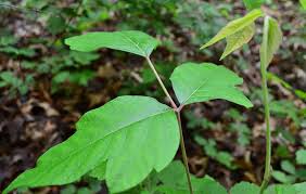 What Does Poison Ivy Look Like Easy Identification Guide Greenbelly Meals In 2020 Plants Poisonous To Dogs Plants Poison Ivy Plants
