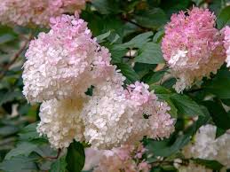 The bloomstruck bigleaf hydrangea from endless summer has the ability to change the blooms' color depending bloomstruck® bigleaf hydrangea. How To Grow And Care For Bloomstruck Hydrangea Plants