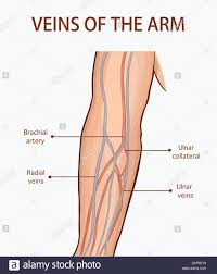 Want to learn more about it? Arm Veins Diagram Fusebox And Wiring Diagram Cable Bake Cable Bake Aigaravenna It