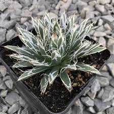 You will receive a very similar plant to the one in the picture. Agave Toumeyana Var Bella Miniature Century Plant 4 5 Pot Little Prince To Go Plants Agave Drought Tolerant Plants