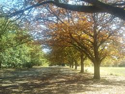 Victoria Park Ballarat Victoria Park Nature Images Ballarat