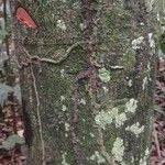 Image result for Diospyros crassiflora
