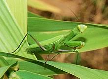 She also has a statue inspired by her. Praying Mantis Wiktionary