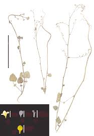 Image result for Crambe hispanica