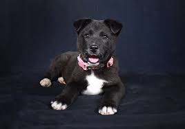 We breed, and rehome pets, rescue, and have a relationship with breeders that we have been associating with for over 25 years. Chicago Il Labrador Retriever Meet Winnie A Pet For Adoption Pet Adoption Labrador Retriever Pets