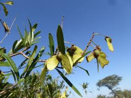 Image result for Acridocarpus natalitius