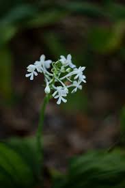 Image result for Calanthe
