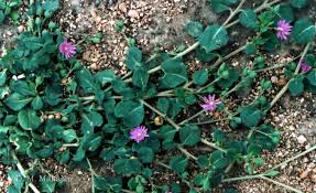 Image result for Corbichonia decumbens
