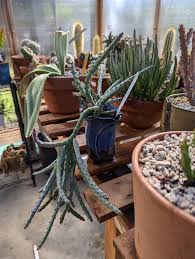 Image result for Huernia leachii