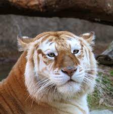 Memphis Zoo Photo By Lisa Richardson Golden Tabby Tiger Aka Strawberry Tiger Extremely Rare Found Only In Capt Memphis Zoo Zoo Photos Small Wild Cats