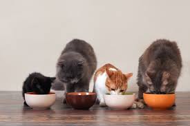 Feeding young again pet food can cost as little as 42¢ a day to feed the average 10 pound cat, an 8 pound bag will last 3 to 4 mon. Is It Ok For Kittens To Eat Adult Cat Chow And Vice Versa