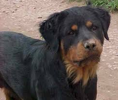 We have just had a litter 2girls 1boy. Rare Rottweilers