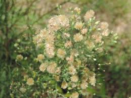 Image result for Erigeron sumatrensis