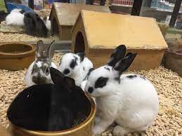 Our long run can be traced back in 2003, when we started the pet business. The Biggest And Most Modern Pet Shop In Penang Review Of Chew Thean Yang Aquarium George Town Malaysia Tripadvisor