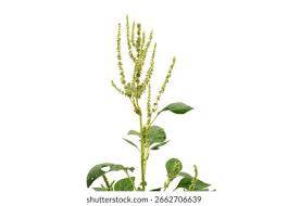 Image result for Amaranthus blitum