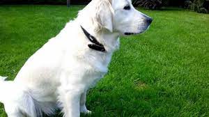 English labs and american labs, these two are widely different from each other in their characteristics and appearance. Beautiful White Labrador Retriever On Green Grass Youtube