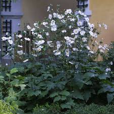 Herbstanemone Anemone Honorine Jobert Weiss Herbstanemone Schoner Blumengarten Prachtspiere