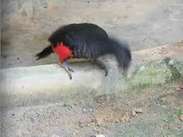 Pesquet's parrot is a large rainforest bird living in new guinea. Pesquet S Parrot Alchetron The Free Social Encyclopedia
