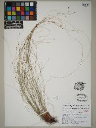 Image result for Bulbostylis trabeculata