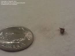 tiny crawling bugs in bathroom sink