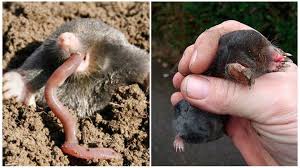 Moles are solitary creatures, except during the breeding season. What Moles Eat In The Garden And Nature