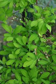 Image result for Erythroxylaceae