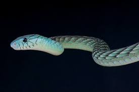 The Western Green Mamba Dendroaspis Viridis These Snakes Are Considered To Be One Of The Fastest Agile Nervous Deadly Alert Mamba Beautiful Snakes Westerns