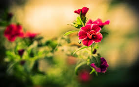 Beautiful Flowers Wallpapers Beautiful Flowers Wallpapers Beautiful Flowers Pictures Flower Desktop Wallpaper