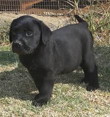 Puppies for adoption in gauteng. Labrador Puppies Kempton Park Dogs Puppies Public Ads 143391