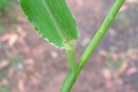 Image result for Urochloa panicoides