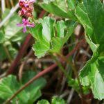 Image result for Pelargonium grossularioides