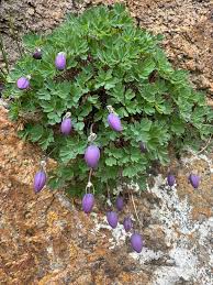 Image result for Emilia caespitosa