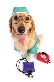 3121 s ten mile dr, kota jefferson, mo 65109, usa alamat. Top 10 Pet Clinics In Kota Rajasthan Best Dog Clinics Justdial