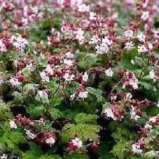 Geranium Macrorrhizum Spessart Balkan Storchschnabel Spessart Bodendecker Geranien Garten Pflanzen