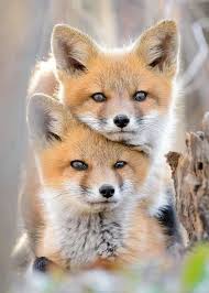 Pin By Dahyuniee On Creation Of Foxes Cute Animals Animals Animals Beautiful
