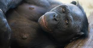 What animal has the closest dna to humans. These Animals Are Genetically Closer To Us Than You D Think The Rainforest Site News