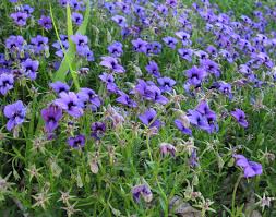 Image result for Monopsis decipiens