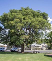 Image result for Albizia lebbeck
