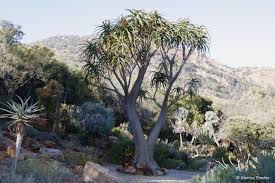 Image result for Aloidendron barberae