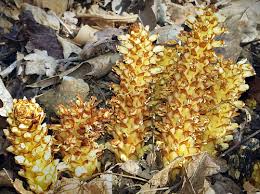 Check spelling or type a new query. Survivaltek Edible Bear Corn A K A Squaw Root