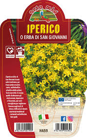L'iperico è una pianta conosciuta per le sua capacità di combattere di stati depressivi e ansiosi in l'iperico (hypericum perforatum) è una pianta spontanea che cresce in pianura e in montagna, ha. Iperico O Erba Di San Giovanni Piante Ed Erbe Aromatiche