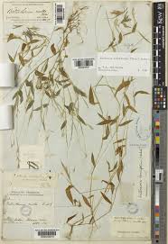 Image result for Arthraxon lancifolius