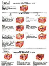 Additional Medical Terms Integumentary System Medical Terminology Adaptive Tutorial Wisdom Medical Terminology Integumentary System Nursing Information
