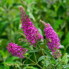 Color Crush Butterfly Bush Shop Buddleia Spring Hill Spring Hill Nursery Butterfly Bush Planting Flowers