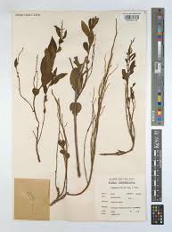 Image result for Anisophyllea quangensis