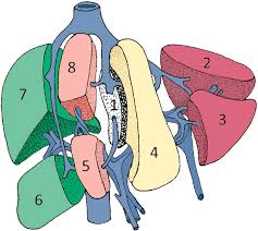 This expert panel will present the current practice of these laparoscopic and robotic operations. Segmental Oriented Liver Surgery Intechopen