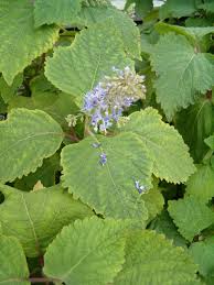 Image result for Plectranthus fruticosus