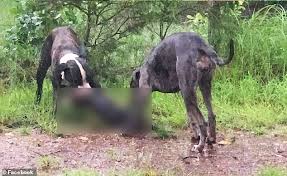 How to use nescafe dolce gusto coffee machine ?how to make coffee with dolce gusto ?how to change capsule in nescafe dolce gusto.tutorial how to refill water. Https Www Dailymail Co Uk Tvshowbiz Article 9348647 Samantha Armytage Leaves Sunrise Sam Macs Wipe Today Show Html 2021 03 28t06 01 37z Monthly 0 7 Https I Dailymail Co Uk 1s 2021 03 10 23 40318490 9348647 Image A 19 1615419290040