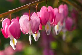 Show of sentiment or sentimentality : Bleeding Heart Flower Meaning Flower Meaning